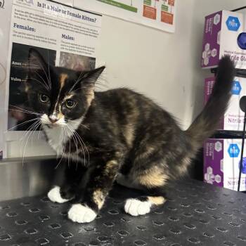Raphtalia -  Domestic Long Hair Cat for Adoption in League City, Texas - Raphtalia | PetCurious