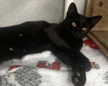 Malva -  Domestic Short Hair Cat for Adoption in Raleigh, North Carolina - Malva | PetCurious