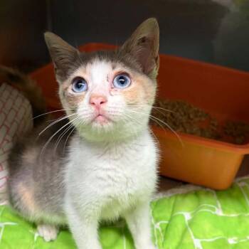 Post-It -  Domestic Short Hair Cat for Adoption in Concord, North Carolina - Post-It | PetCurious