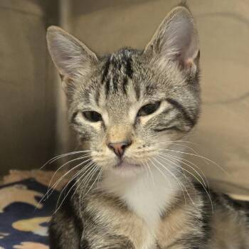 Olivia -  Domestic Short Hair Cat for Adoption in Wickenburg, Arizona - Olivia | PetCurious