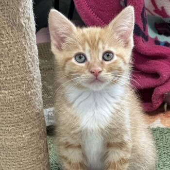 Michigan -  Domestic Short Hair Cat for Adoption in Pontiac, Michigan - Michigan | PetCurious