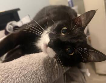 Tuxedo and Domestic Short Hair Cats Available for Adoption in Chandler, Arizona - Groucho Marx | PetCurious