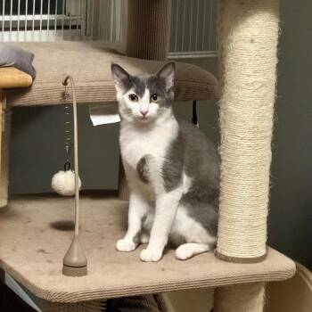 Domestic Short Hair Cats Available for Adoption in Rochester Hills, Michigan - Phoebe | PetCurious