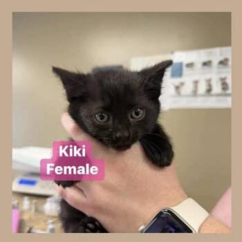 Domestic Short Hair Cats Available for Adoption - Kiki In Manchester, MD | PetCurious