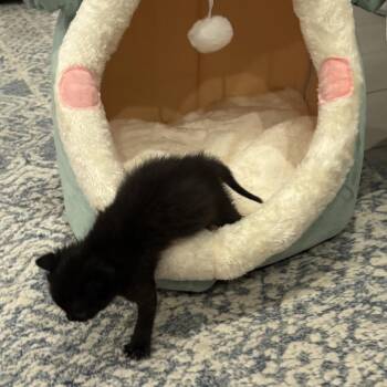 Lucy -  Domestic Short Hair Cat for Adoption in Los Angeles, California - Lucy | PetCurious