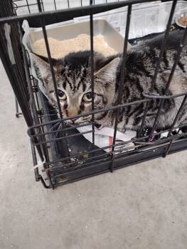 Rescue Domestic Short Hair Cats for Adoption in Angola, Indiana - Purrancer | PetCurious