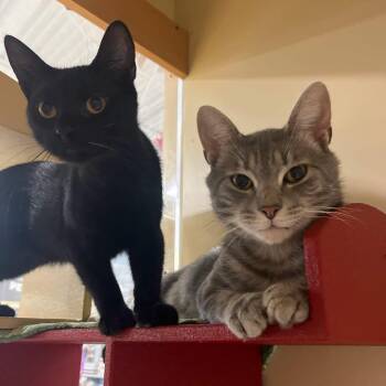 Knight & Prince (bonded) -  Domestic Short Hair Cat for Adoption in Cortland, New York - Knight & Prince (bonded) | PetCurious