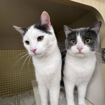 Rescue Domestic Short Hair Cats for Adoption in Atlanta, Georgia - Lily | PetCurious