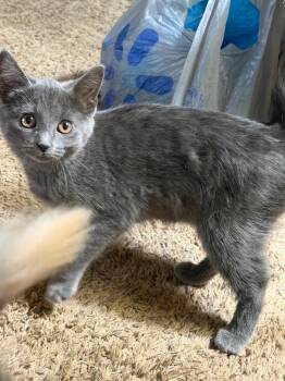 Egg -  Domestic Short Hair Cat for Adoption in Hartford City, Indiana - Egg | PetCurious