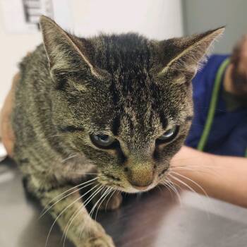 Rescue Domestic Short Hair Cats for Adoption in Charleston, West Virginia - Violet | PetCurious