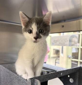 DIPPER -  Domestic Short Hair Cat for Adoption in Fort Myers, Florida - DIPPER | PetCurious
