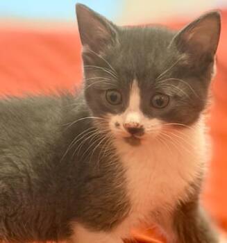 Domestic Short Hair Cats Available for Adoption in Colorado Springs, Colorado - FRECKLE | PetCurious