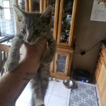Erion -  Domestic Short Hair Cat for Adoption in Rochester, Minnesota - Erion | PetCurious