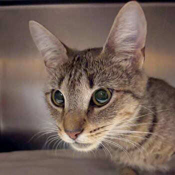 Tamalito -  Domestic Short Hair Cat for Adoption in Providence, Rhode Island - Tamalito | PetCurious