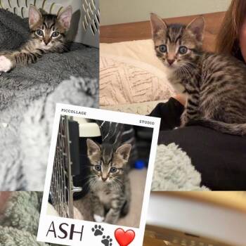 Tabby Cats Available for Adoption in Tampa, Florida - Ash | PetCurious