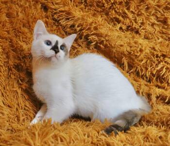 Clarisse -  Siamese and Calico Cat for Adoption in St. Augustine, Florida - Clarisse | PetCurious