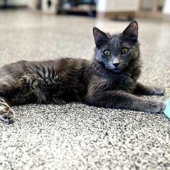 Rescue Domestic Medium Hair Cats for Adoption in Jackson, California - Ralphie | PetCurious