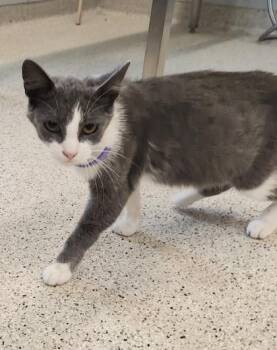 Lucia -  Domestic Short Hair Cat for Adoption in Lafayette, Indiana - Lucia | PetCurious