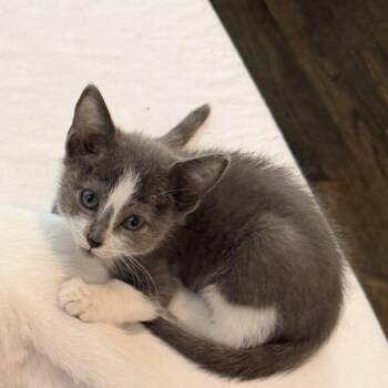 Clover -  Domestic Short Hair Cat for Adoption in Durham, North Carolina - Clover | PetCurious