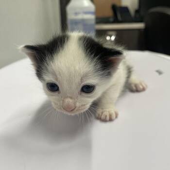 MJ -  Domestic Short Hair Cat for Adoption in Tampa, Florida - MJ | PetCurious
