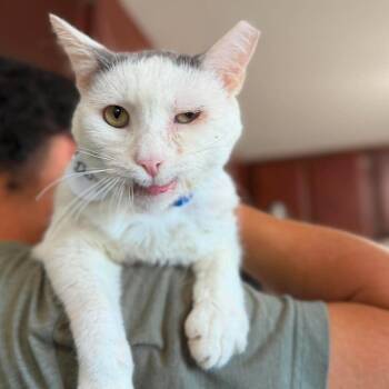Dusty Dinkleman -  Domestic Short Hair Cat for Adoption in Ramona, California - Dusty Dinkleman | PetCurious