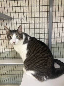 Rona -  Domestic Short Hair Cat for Adoption in Kalamazoo, Michigan - Rona | PetCurious