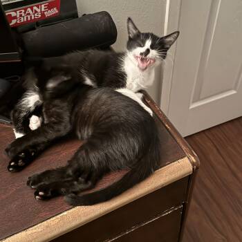 Marley -  Domestic Short Hair Cat for Adoption in Huffman, Texas - Marley | PetCurious