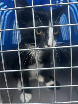 Rescue Domestic Short Hair Cats for Adoption in Palmetto, Florida - A132754 | PetCurious