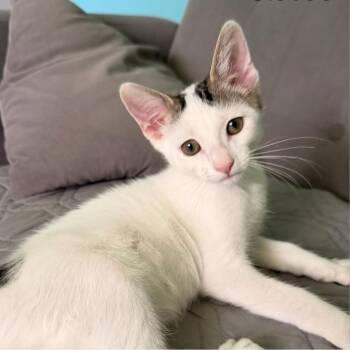 Domestic Short Hair Cats Available for Adoption in Buffalo, New York - Aristocoe | PetCurious