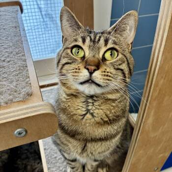 Jaden -  Domestic Short Hair Cat for Adoption in East Hampton, New York - Jaden | PetCurious