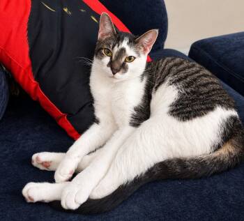 Fish 2 years AVA 10/8 -  Domestic Short Hair Cat for Adoption in Sterling, Massachusetts - Fish 2 Years AVA 10/8 | PetCurious