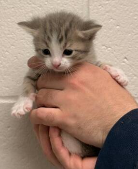 Domestic Short Hair Cats Available for Adoption in Defiance, Ohio - Topaz | PetCurious