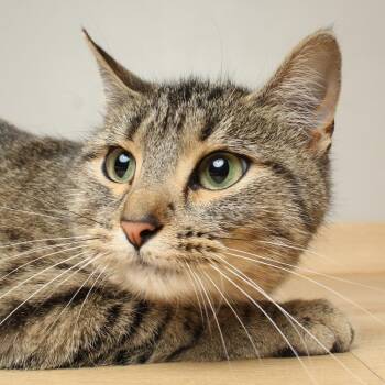 Domestic Short Hair Cats Available for Adoption in Minnetonka, Minnesota - Minnie C69222 | PetCurious