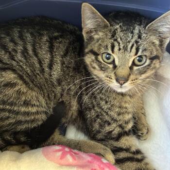 Domestic Short Hair Cats Available for Adoption - Racey Kitty | PetCurious