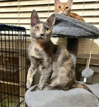 Rescue Dilute Tortoiseshell Cats for Adoption in Schertz, Texas - Roxie (CR) | PetCurious