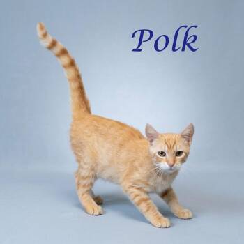 Domestic Short Hair Cats Available for Adoption in Lebanon, Tennessee - Polk C26-139 | PetCurious