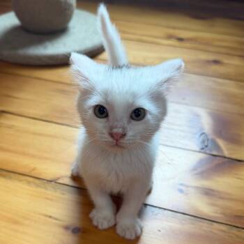 Tom Baker -  Domestic Short Hair Cat for Adoption in Granville, Ohio - Tom Baker | PetCurious