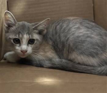 SCARLETT -  Domestic Medium Hair Cat for Adoption in Dallas, Texas - SCARLETT | PetCurious