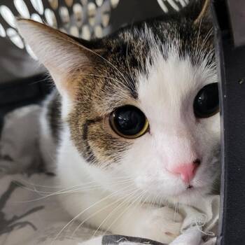 Dublin -  Domestic Short Hair Cat for Adoption in Coos Bay, Oregon - Dublin | PetCurious