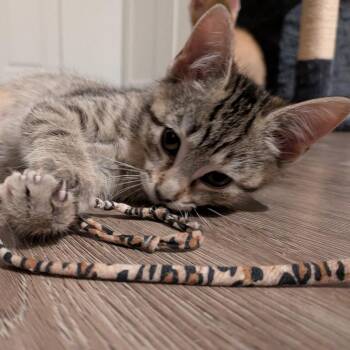 Misty 2 -  Domestic Short Hair Cat for Adoption in Cumming, Georgia - Misty 2 | PetCurious
