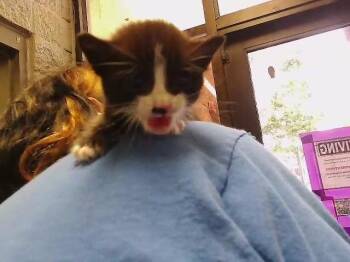 COW -  Domestic Short Hair Cat for Adoption in Tulsa, Oklahoma - COW | PetCurious