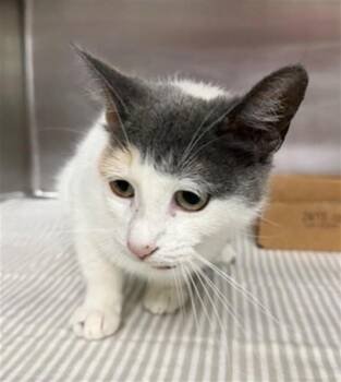 Domestic Short Hair Cats Available for Adoption in Pasadena, Texas - A184462 | PetCurious