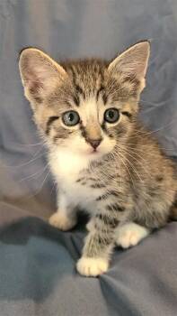 Pablo -  Domestic Short Hair Cat Available for Adoption in Fayetteville, Arkansas - Pablo | PetCurious