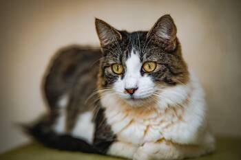 Norwegian Forest Cat and Maine Coon Cats Available for Adoption - Thumbs | PetCurious