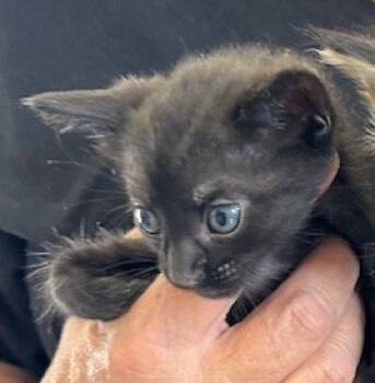 Rescue Domestic Short Hair Cats for Adoption in West Memphis, Arkansas - Nellie | PetCurious