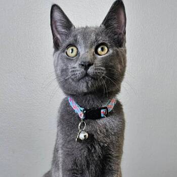 George - Handsome & Cuddly -  Domestic Short Hair Cat for Adoption in Hamilton, Ontario - George - Handsome & Cuddly | PetCurious