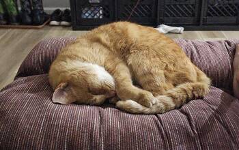 Rescue Tabby and Domestic Short Hair Cats for Adoption in Plain City, Ohio - Milo | PetCurious