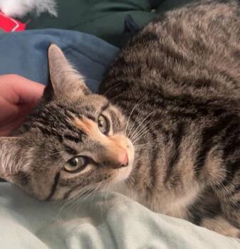 Mocha -  Domestic Short Hair Cat for Adoption in Omaha, Nebraska - Mocha | PetCurious