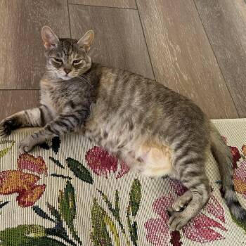 Sissy (AKA Missy) -  Domestic Short Hair Cat for Adoption in Prescott, Arizona - Sissy (AKA Missy) | PetCurious