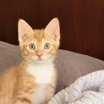 Pitty Pat -  Domestic Short Hair and Tiger Cat for Adoption in Homestead, Florida - Pitty Pat | PetCurious